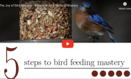 bird feeding mastery